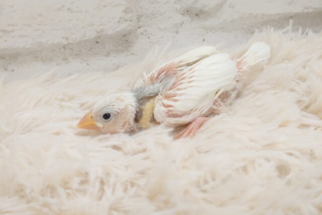 無表情のパンチりょく、じわじわじわじわじわ　効くもんです♫　白文鳥～～