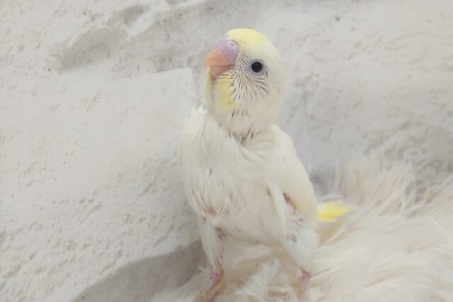 ジュるっと。。魅惑のレアチーズっぽい色合いの　セキセイインコ　クリーム～～