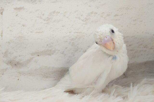 なっかなか稀に見るーーｷﾚｲカラーのコ☆　セキセイインコ　パイド～～