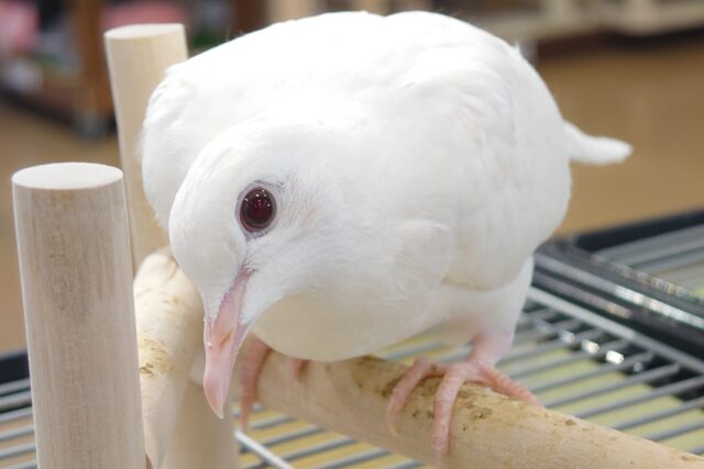 ぽぉ～っとする時間、大事☆　見つめいているとー　ハっと驚きの発見っ　ギンバト～～