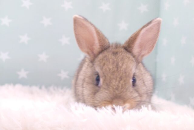 【動画更新🪄】つんつくりんのまん丸フェイス☆　ネザーランドドワーフラビット　チェスナット～～