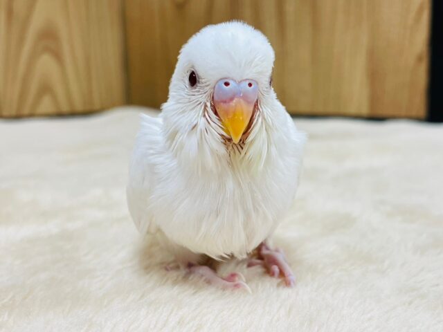 優しいお顔の天使🪽セキセイインコ（アルビノ）ヒナ