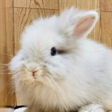 【動画更新🪄】ふわっふわもっふもふなライオンちゃん🦁ライオンラビット（ライラック）男の子