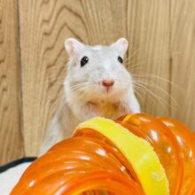 元気いっぱい！俊敏な動きが得意♡カラージャービル（男の子）