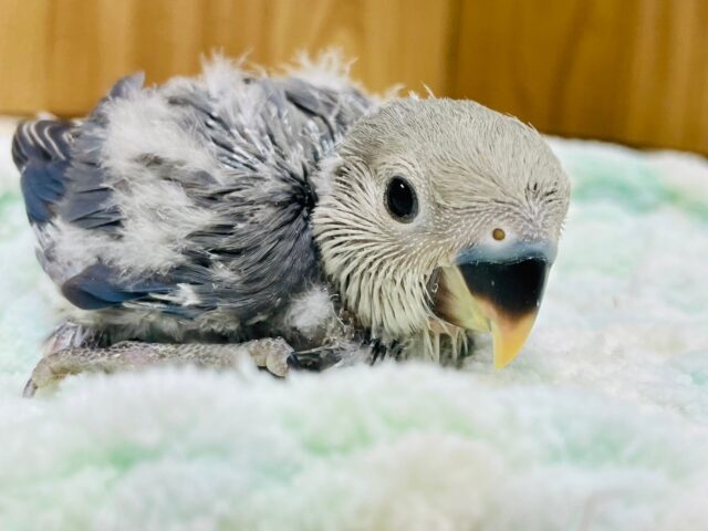 わた毛たっぷりの中にチラ見えする素敵な色合い♡コザクラインコ（バイオレット）ヒナ