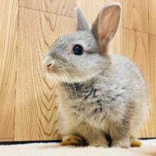 【なでなで動画更新🪄】ふわふわで癒される✨️ネザーランドドワーフの男の子‎🤍