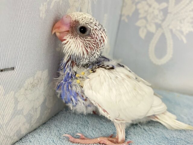 Berry〜🫐very〜元気っ子ッ！！🥳🤍🫐セキセイインコ(パイド2024年8月生まれ)