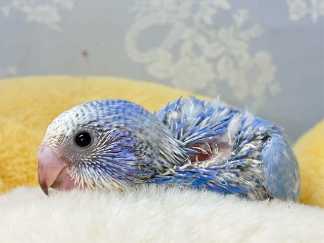 青空ドレスのおてんばさん🌟⋆꙳️🩵セキセイインコ(ブルースパングル2024年8月生まれ)