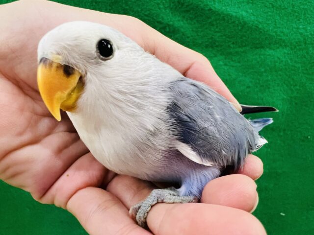 画像更新☆とっても綺麗な色合い♪ぽちょんと座る姿にズキュン♡小桜インコ（バイオレットオパーリン）