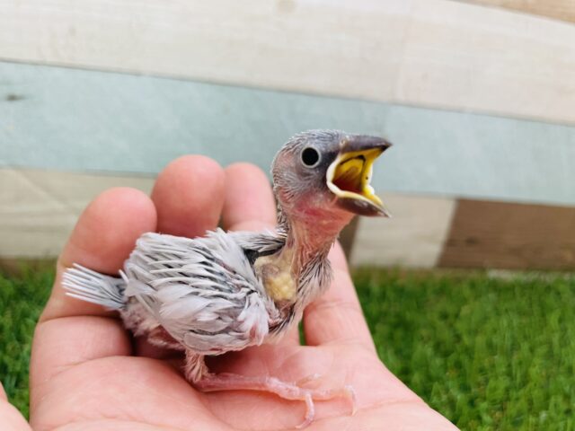 最新画像あります‼️食べて寝て〜💤ヒナヒナすぎるシルバー文鳥！