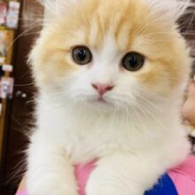 最新画像🌟かわいすぎにゃんこ❢❢🥰アメリカンカール(レッドタビー＆ホワイト)男のコ♂