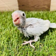 最新画像あります⭐️明るいブルーが素敵です💓元気いっぱいなマメルリハインコ（アメリカンホワイト）