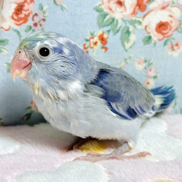 マメルリハ  ターコイズコバルトバイオレットパイド  男の子💙🌧💜