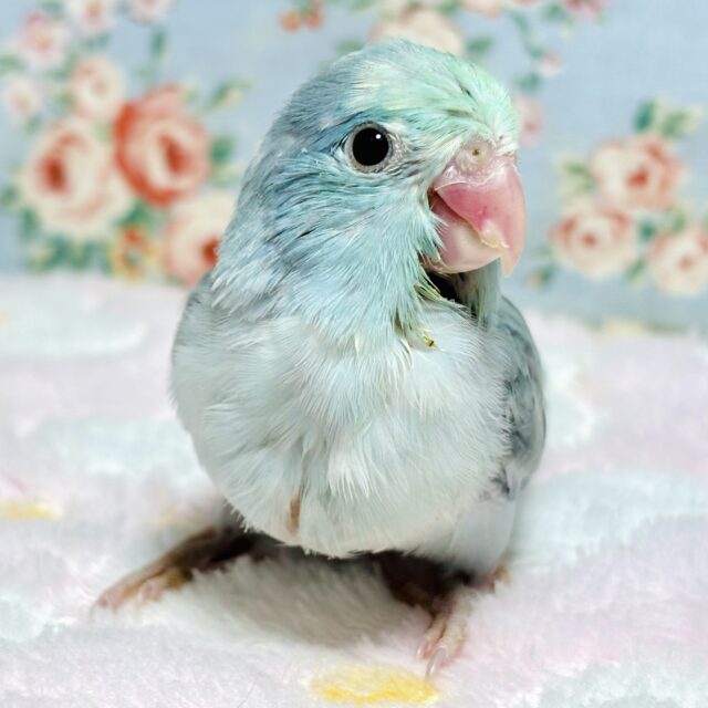 マメルリハ  ターコイズパイドブルー  女の子  💚🍏💧