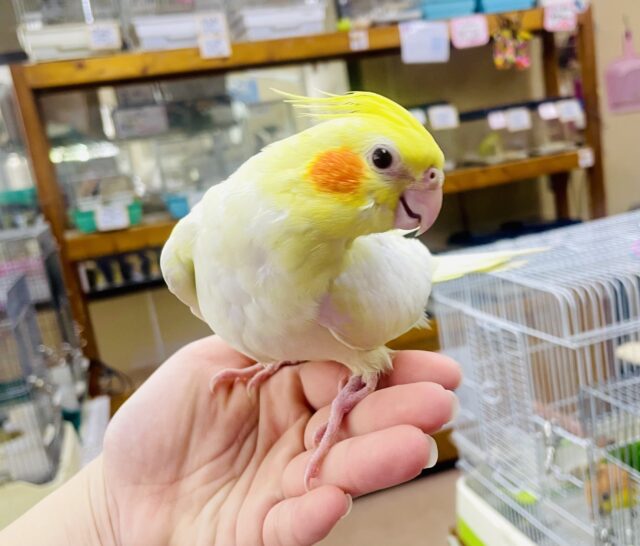 イケメンっっっ✨👀🌟ぴかいちオカメ🟡　オカメインコ　ルチノー
