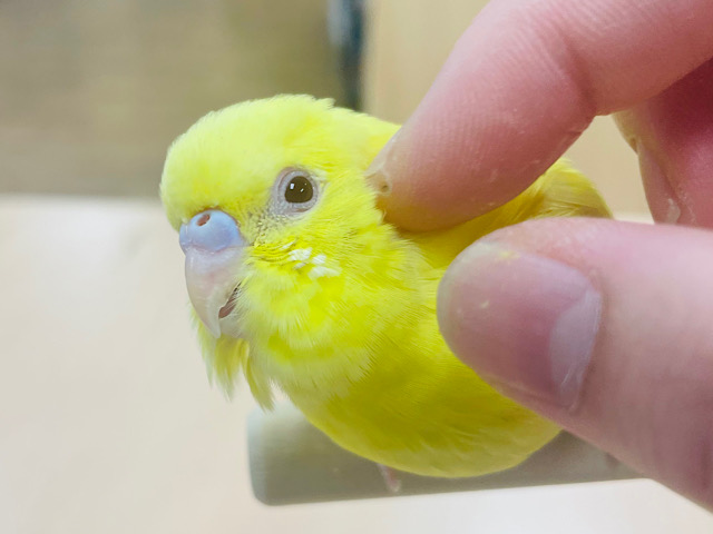 【最新画像更新🪄】ひよこじゃないよ🐣セキセイインコ（ルチノー）小山