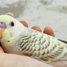 【動画更新🪄】レアカラー🫧まんまるおめめが魅力的♡セキセイインコ(ファロー) ヒナ