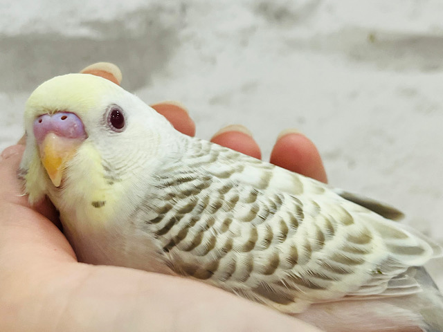 【動画更新🪄】レアカラー🫧まんまるおめめが魅力的♡セキセイインコ(ファロー) ヒナ