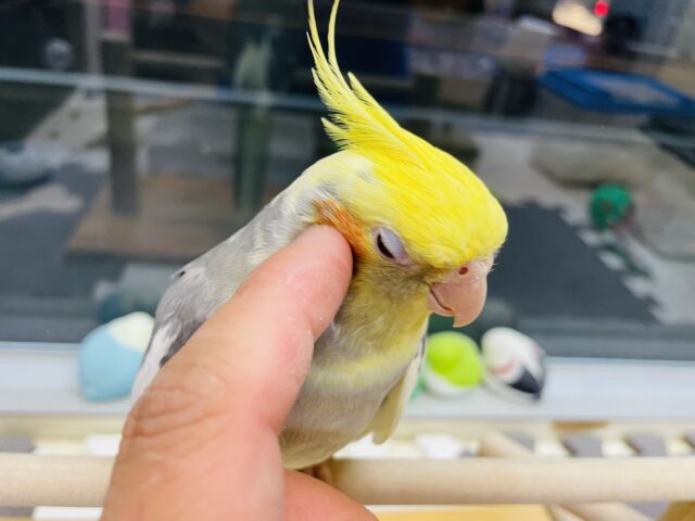 最新画像あります⭐️ヒナ餌卒業🎓立派な王冠ステキでしょ‼️オカメインコ（パイド）