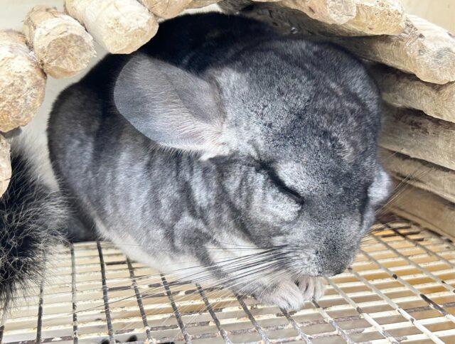 のんびり🩶チンチラ (グレー) 男の子 2024年1月生まれ