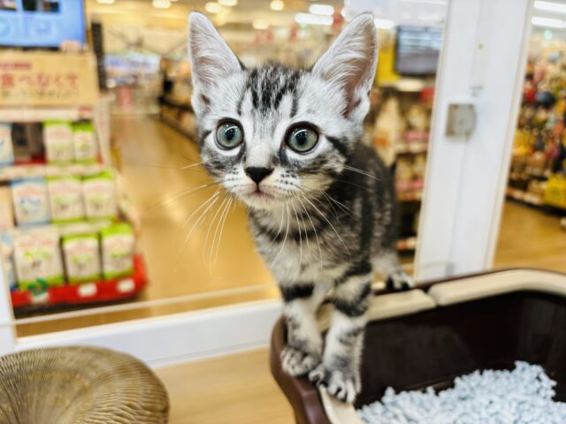 僕って本当は甘ったれなんだ♥アメリカンショートヘアーくん！