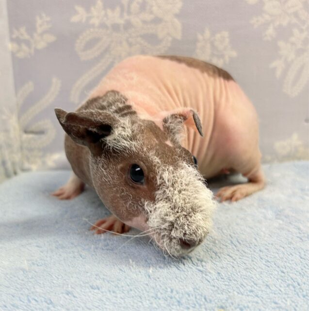 ぶたさんじゃないよ💞スキニーギニアピッグ 女の子 2024年5月生まれ