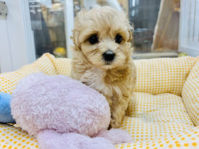 大きなおめめに吸い込まれそう♡ミックス犬(マルチーズ×トイプードル)