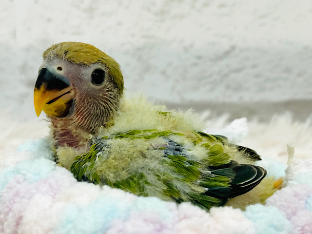 食欲旺盛‪☆チビッ子怪獣🐣コザクラインコ(オパーリン) ヒナ