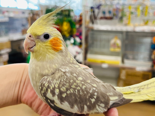 ゆっくりいこう♪オカメインコ(シナモンパールパイド)