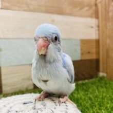 最新画像有ります✨優しいブルーが可愛すぎます🩵ちょこんとサイズ感のマメルリハインコ（アメリカンホワイト）男の子⭐️