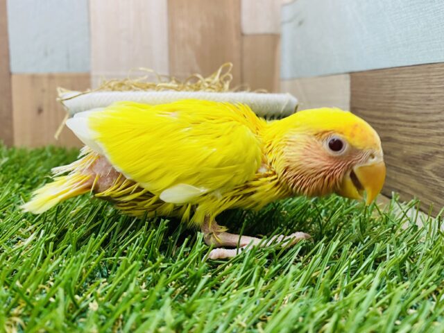 明るさ全開でいきますよ〜🔆イエロー✖️レッドのコザクラインコ（ルチノー）❤️