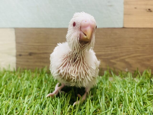 透き通る赤目で見つめちゃいます❤️真っ白なセキセイインコ（アルビノ）