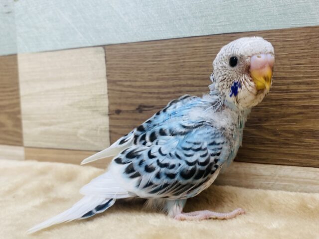 鮮やかなブルーに黒い模様がカッコいい😎✨セキセイインコのパイドカラー❗️