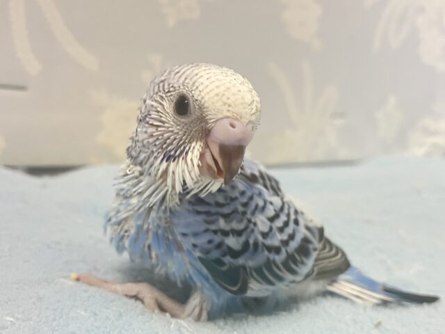 登山家ブル〜ハワイアン〜🌺💙セキセイインコ(ブルーオパーリン2024年7月生まれ)