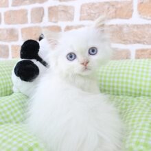 パッ- ̗̀ 💡  ̖́-と振り向けば👀見返り美猫🐱✨ヒマラヤン・男の子！