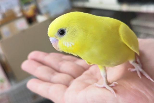 🌟最新画像🌟 ビビッとイナズマ走る~⚡️ セキセイインコ(ダブルファクター) 🌟最新画像🌟 ビビッとイナズマ走る~⚡️ セキセイインコ(ダブルファクター)
