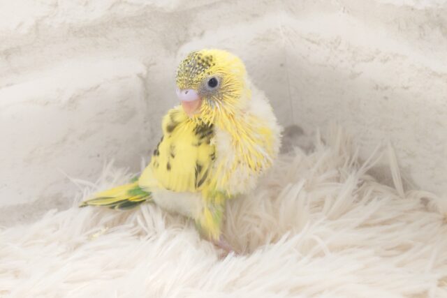 そのうに貯めるは元気の「ひ・み・つ」～　でもこっそり教えるね　セキセイインコ　ハルクィンーー☆