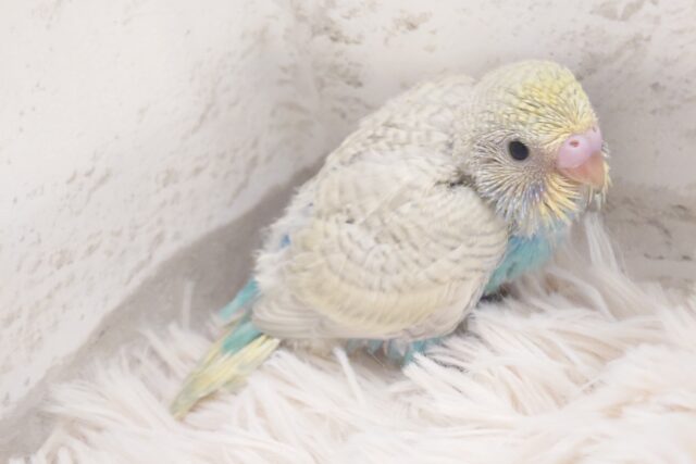 飛ぶ練習よりも、みだしなみ。。見た方が～　セキセイインコ　パステルレインボースパングル～～