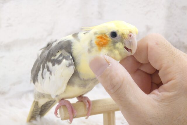 【動画更新🪄】かまってアピールにさそわれて、とろけるオカメらいふ～～いかが？　オカメインコ　パイド～～