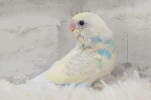 キリっとおしとやかさん~~ セキセイインコ パステルレインボースパングルパイド☆ キリっとおしとやかさん~~ セキセイインコ パステルレインボースパングルパイド☆