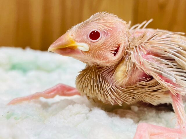 成長が楽しみ💕シナモン文鳥　ヒナ