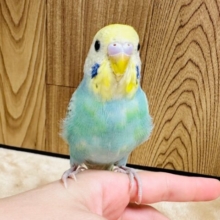 【最新画像更新🪄】表情豊かです♡セキセイインコ（パステルレインボー）ヒナ