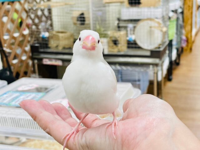 【最新画像更新🪄】小さい体でたくさん食べるよ⭐️白文鳥　ヒナ