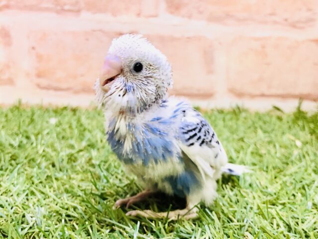 同じ模様はいないらしい?? セキセイインコ 同じ模様はいないらしい?? セキセイインコ