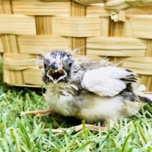 牛柄キンちゃん？？　キンカチョウ