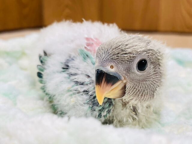 ふわもこ☁️天使ちゃん👼コザクラインコ（ブルーオパーリン）ヒナ