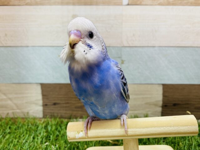 最新画像有ります⭐️ヒナヒナ感がたまらなく可愛いんですっ😍セキセイインコのオパーリン！！