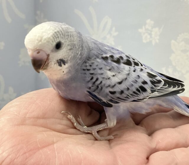 光の加減でメタモルフォーゼ？！💜🩶セキセイインコ(オパーリン) 2024年8月生まれ