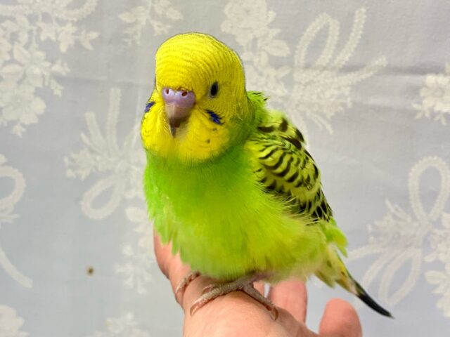 ✨最新画像✨ViViDカラーは無邪気なシルシ？！🥳🌼💚セキセイインコ (オパーリン) 2024年7月生まれ