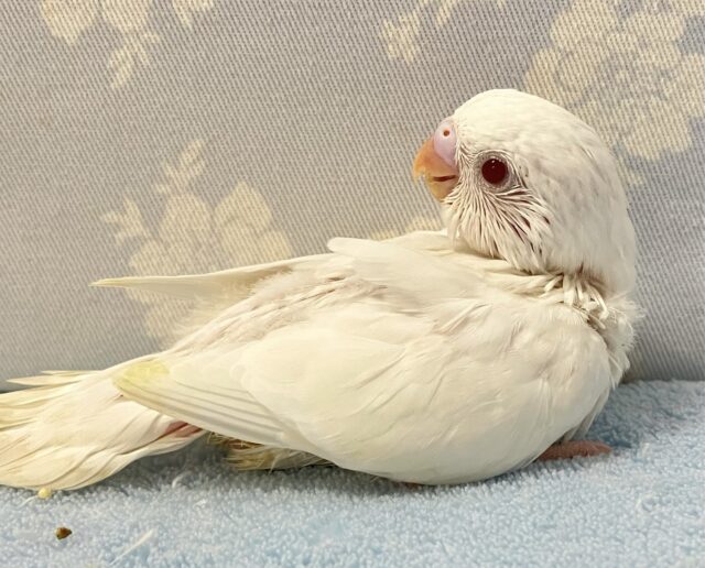 誰にも染まらない🤩GO MY WAY🗻🤍ྀིセキセイインコ(アルビノ2024年9月生まれ)
